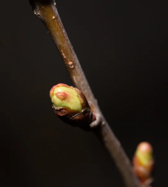 Naturaleza — Foto de Stock