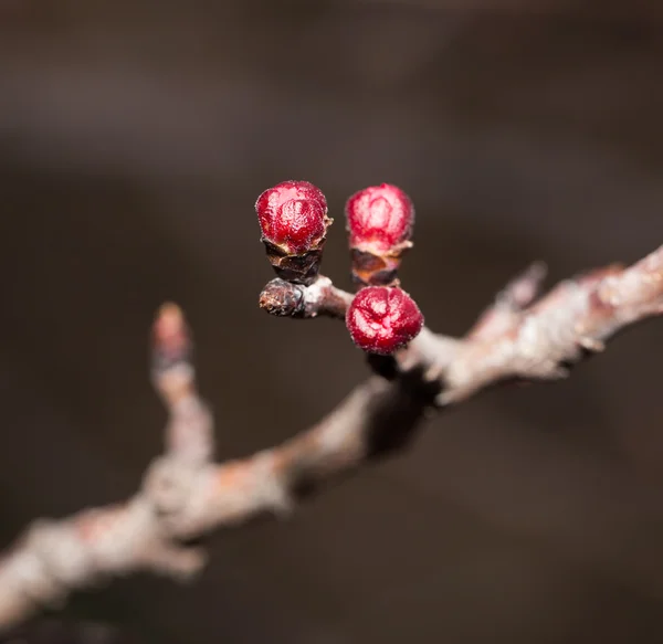 Nature — Stock Photo, Image