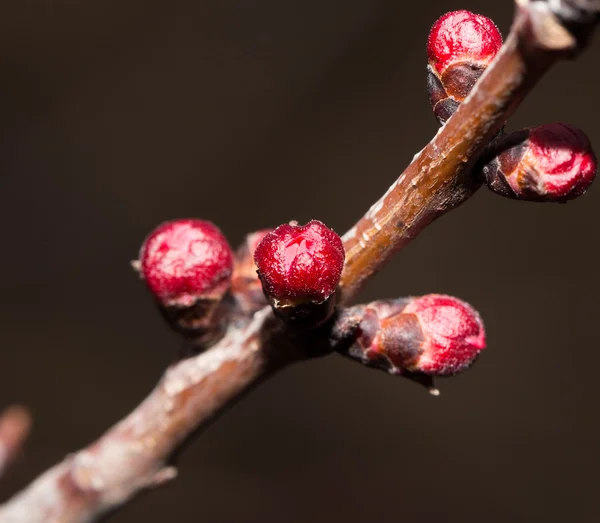 Natuur — Stockfoto