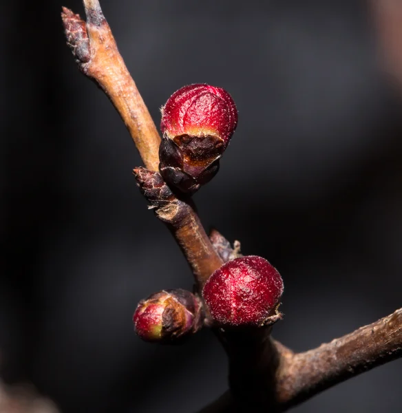 Natur — Stockfoto