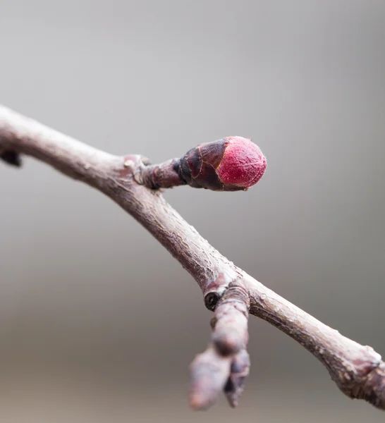 Natur — Stockfoto