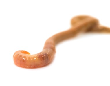 Doğa
