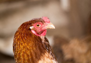 Doğa