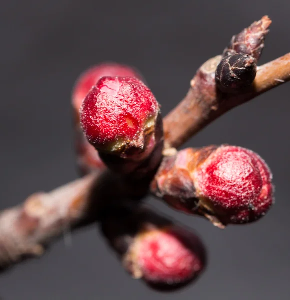 Natuur — Stockfoto