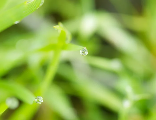 Natur — Stockfoto