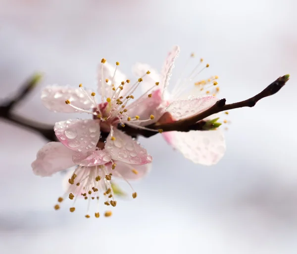 Nature — Stock Photo, Image