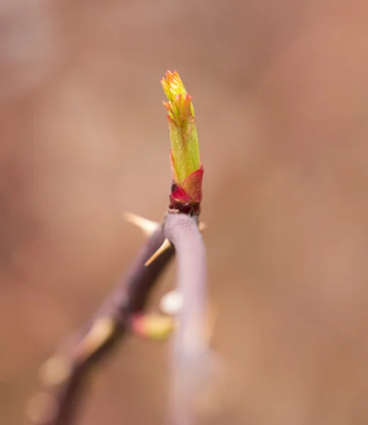 Naturaleza — Foto de Stock