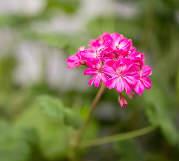 Natuur — Stockfoto