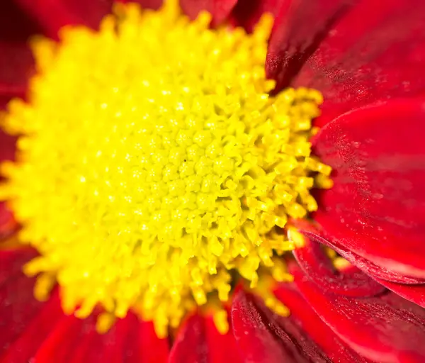 Naturaleza — Foto de Stock