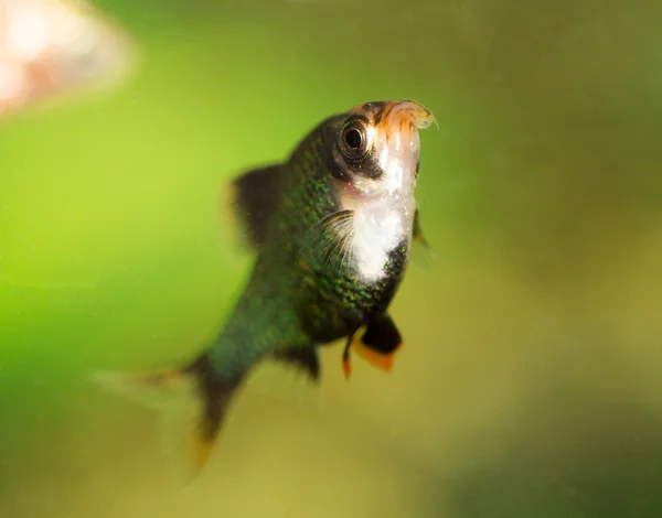 Naturaleza — Foto de Stock