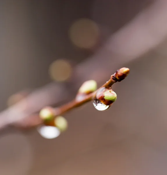 Natur — Stockfoto