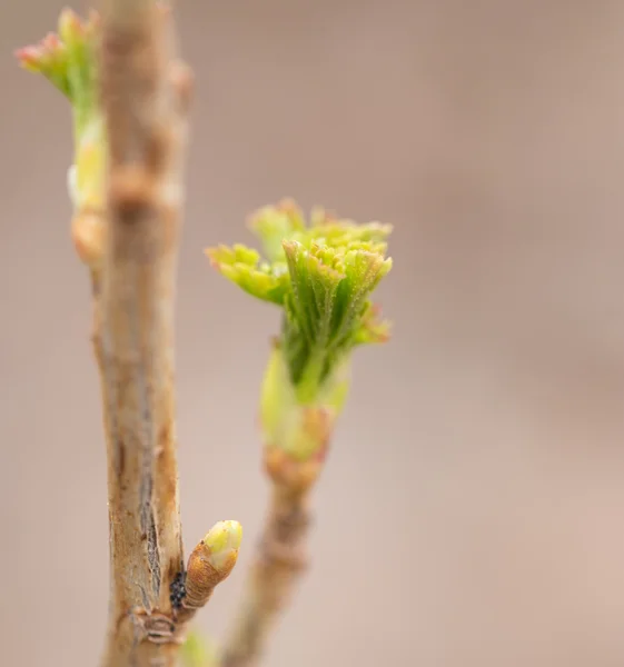 Doğa — Stok fotoğraf