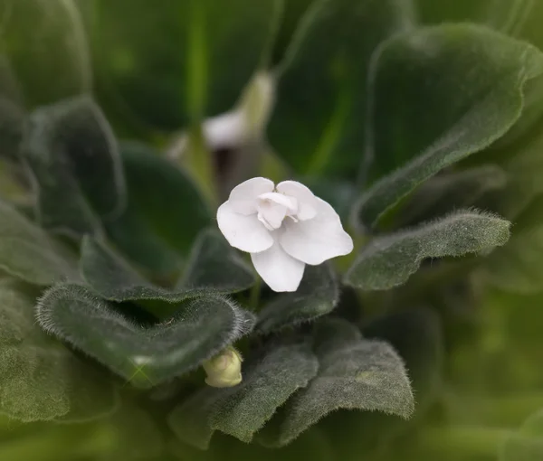 Naturaleza — Foto de Stock