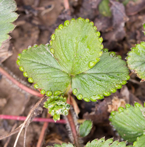 Nature — Stock Photo, Image