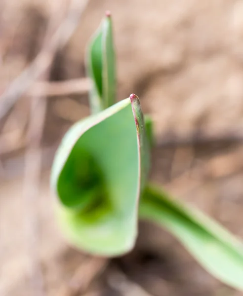 Naturaleza — Foto de Stock