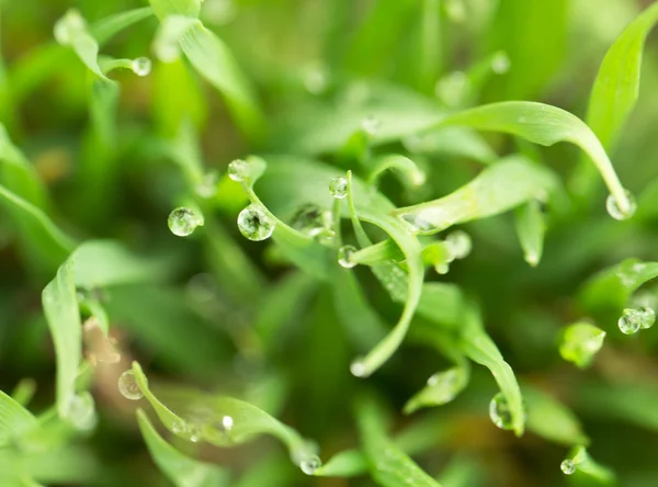 Nature — Stock Photo, Image