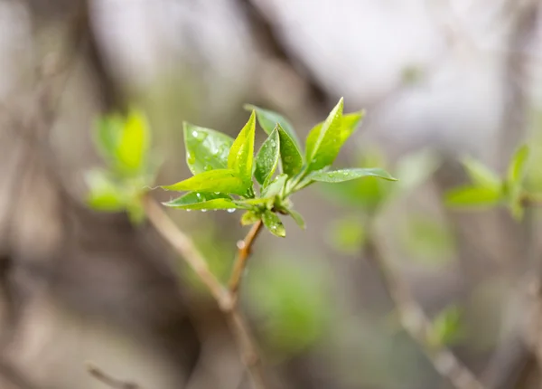 Naturaleza — Foto de Stock