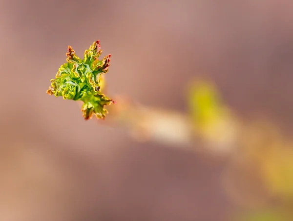 Nature — Stock Photo, Image