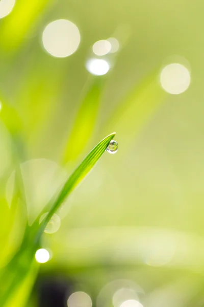 Naturaleza —  Fotos de Stock