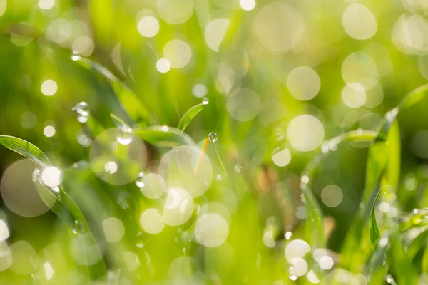 Naturaleza — Foto de Stock