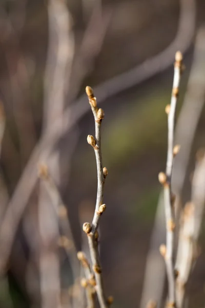 Nature — Stock Photo, Image