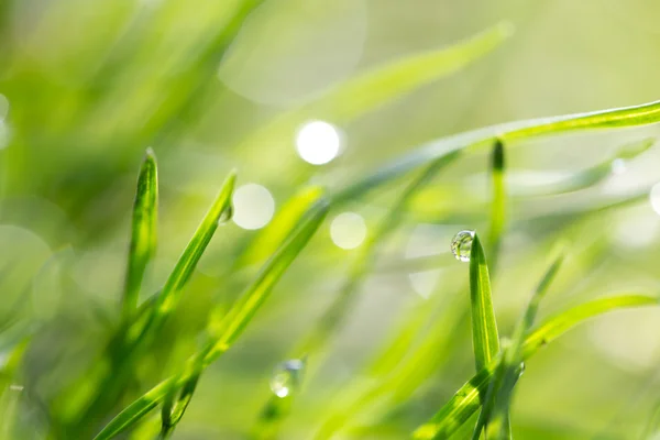 Naturaleza — Foto de Stock