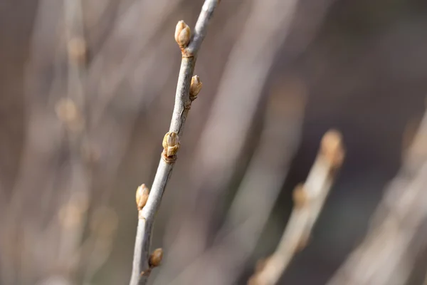 Naturaleza — Foto de Stock