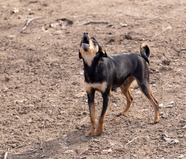 Doğa — Stok fotoğraf