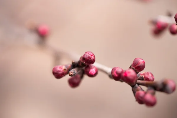 Natuur — Stockfoto