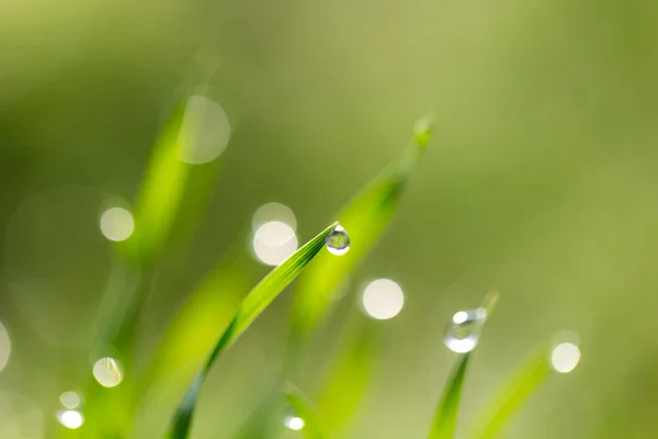 Naturaleza — Foto de Stock