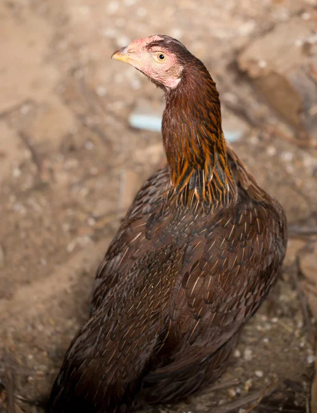 Doğa — Stok fotoğraf