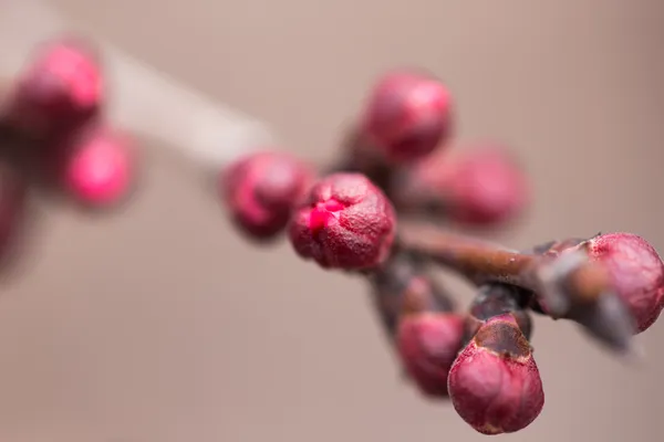 Natuur — Stockfoto