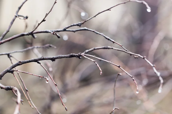 Natur — Stockfoto