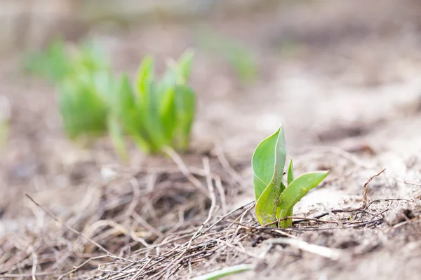 Nature — Stock Photo, Image