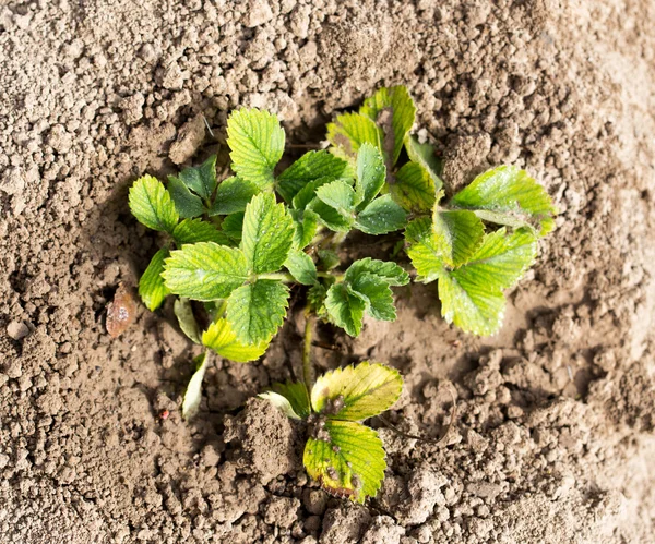 Natuur — Stockfoto