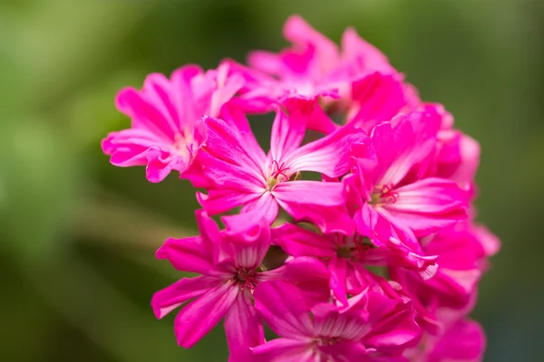 Nature — Stock Photo, Image