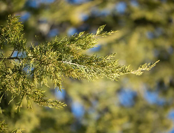 Achtergrond — Stockfoto