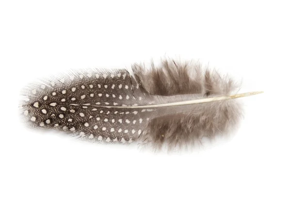 Penas de galinha-da-índia sobre fundo branco — Fotografia de Stock