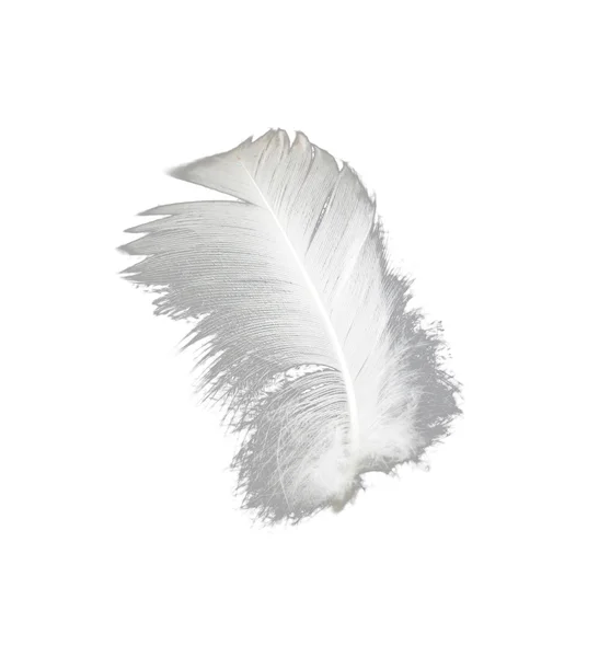 Pluma sobre un fondo blanco — Foto de Stock