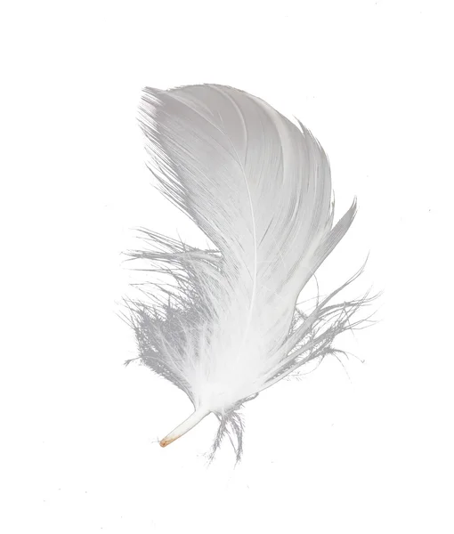 하얀 배경에 있는 깃털 — 스톡 사진