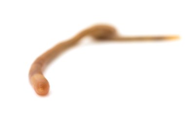 Doğa