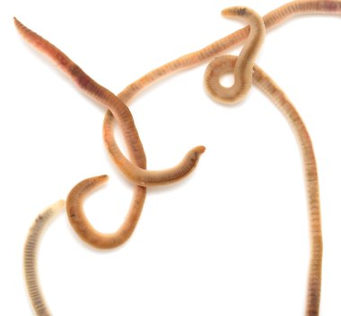 Doğa