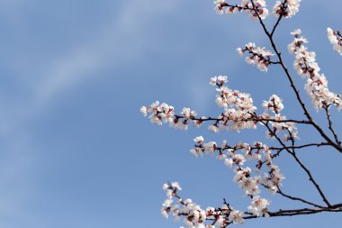 Doğa