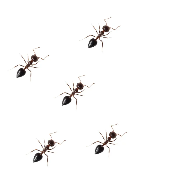 Ant isolated on white background — Stock Photo, Image