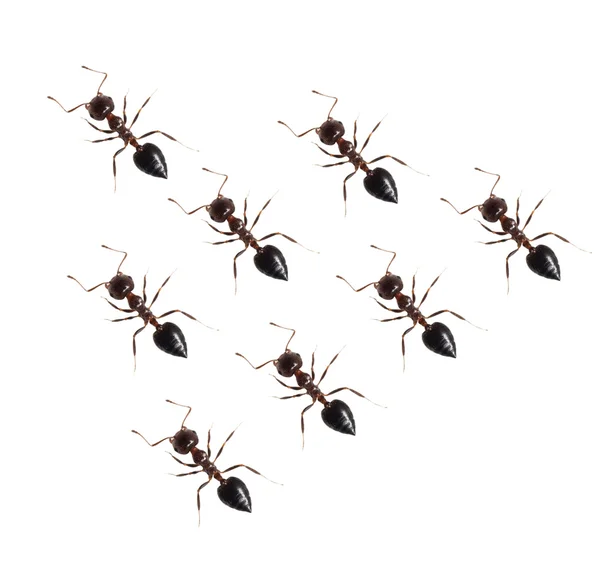 Ant isolated on white background — Stock Photo, Image