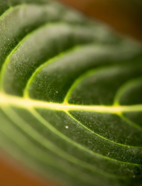 Natuur — Stockfoto