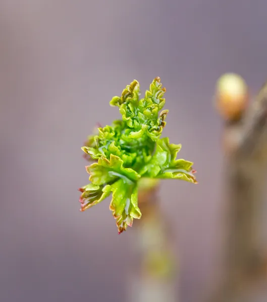 Natureza — Fotografia de Stock