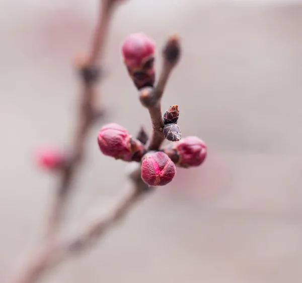 Natuur — Stockfoto