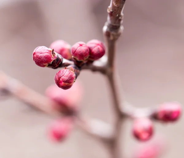 Natuur — Stockfoto