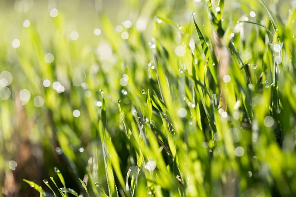 Naturaleza — Foto de Stock